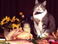 image bg Funny Cats Puzzle