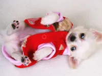 image bg Lovely Puppy Slide