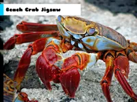 image bg Beach Crab Jigsaw