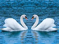 image bg Swans Slide